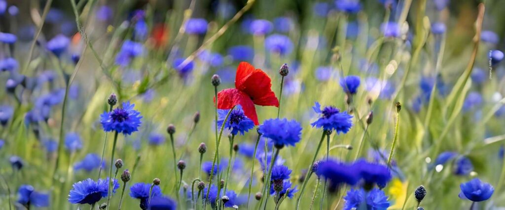 Fotografia: Poppy en Pixabay